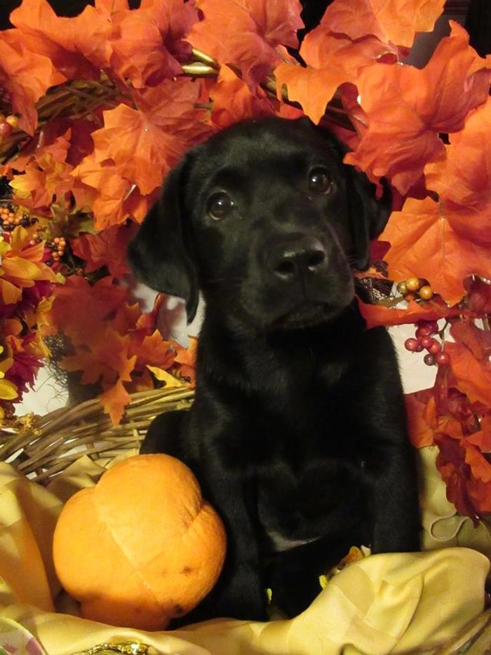 America Fairy Dogmother